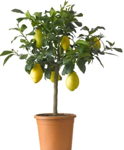 Zitronenbaum (Citrus 'Lemon') D 26 H 130 cm Blühende Pflanzen|Obstbäume & -Sträucher