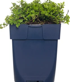 Zitronen-Thymian (Thymus Citriodorus 'Aureus') D 11 cm Obst, Gemüse & Kräuter|Kräuterpflanzen