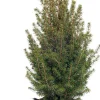 Best Zuckerhutfichte (Picea glauca 'Conica') D 27 H 75 cm Koniferen