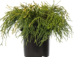 Hot Zwerg-Fadenzypresse (Chamaecyparis pisifera 'Sungold') D 17 H 20 cm Immergrüne Pflanzen|Winterharte Pflanzen