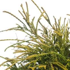 Hot Zwerg-Fadenzypresse (Chamaecyparis pisifera 'Sungold') D 17 H 20 cm Immergrüne Pflanzen|Winterharte Pflanzen