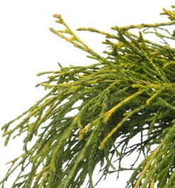 Hot Zwerg-Fadenzypresse (Chamaecyparis pisifera 'Sungold') D 17 H 20 cm Immergrüne Pflanzen|Winterharte Pflanzen