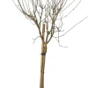 Discount Zwergflieder (Syringa meyeri 'Palibin') D 23 H 60 cm Winterharte Pflanzen|Flieder