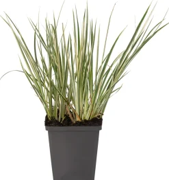 Sale Zwergkalmus (Acorus gramineus 'Calamus') Teichpflanzen|Immergrüne Pflanzen