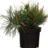 Outlet Zwergkiefer (Pinus mugo 'Pumilio') D 17 H 15 cm Immergrüne Pflanzen|Winterharte Pflanzen