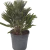 Zwergpalme (Chamaerops humilis 'Compacta') D 22 H 60 cm Palmen
