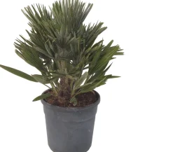 Zwergpalme (Chamaerops humilis 'Compacta') D 22 H 60 cm Palmen