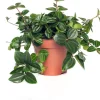 New Zwergpfeffer (Peperomia angulata) D 12 H 15 cm Kleine Zimmerpflanzen|Grünpflanzen