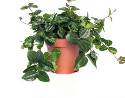 New Zwergpfeffer (Peperomia angulata) D 12 H 15 cm Kleine Zimmerpflanzen|Grünpflanzen