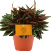 Clearance Zwergpfeffer (Peperomia caperata 'Rosso') D 10,5 H 15 cm Kleine Zimmerpflanzen|Grünpflanzen