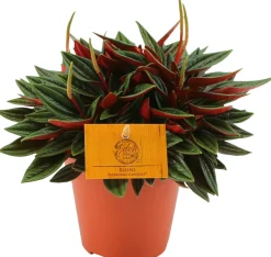 Clearance Zwergpfeffer (Peperomia caperata 'Rosso') D 10,5 H 15 cm Kleine Zimmerpflanzen|Grünpflanzen