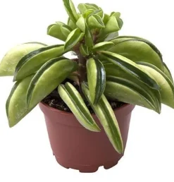 New Zwergpfeffer (Peperomia 'Firesparks') D 6 H 15 cm Kleine Zimmerpflanzen|Grünpflanzen