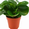 Sale Zwergpfeffer (Peperomia obtusifolia 'Green Gold') D 12 cm H 20 cm Kleine Zimmerpflanzen|Grünpflanzen