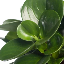 Best Zwergpfeffer (Peperomia obtusifolia 'Green Gold') D 15 H 25 cm Kleine Zimmerpflanzen|Grünpflanzen