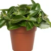 Sale Zwergpfeffer (Peperomia 'Pixie) D 12 H 20 cm Kleine Zimmerpflanzen|Grünpflanzen