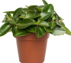 Sale Zwergpfeffer (Peperomia 'Pixie) D 12 H 20 cm Kleine Zimmerpflanzen|Grünpflanzen
