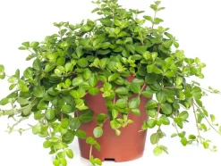 Best Zwergpfeffer (Peperomia rotundifolia) D 15 H 25 cm Kleine Zimmerpflanzen|Grünpflanzen