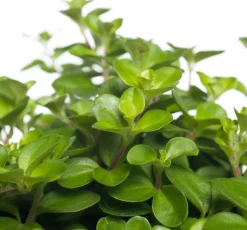 Best Zwergpfeffer (Peperomia rotundifolia) D 15 H 25 cm Kleine Zimmerpflanzen|Grünpflanzen