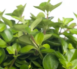 Zwergpfeffer (Peperomia rotundifolia) D 12 cm H 15 cm Kleine Zimmerpflanzen|Grünpflanzen