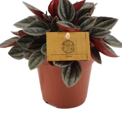 New Zwergpfeffer (Peperomia 'Santorini') D 12 H 20 cm Kleine Zimmerpflanzen|Grünpflanzen