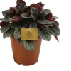 Zwergpfeffer (Peperomia 'Sunrise') D 15 H 25 cm Kleine Zimmerpflanzen|Grünpflanzen
