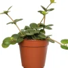 Sale Zwergpfeffer (Peperomia tetraphylla 'Hope') D 12 H 15 cm Kleine Zimmerpflanzen|Grünpflanzen