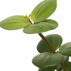 Sale Zwergpfeffer (Peperomia tetraphylla 'Hope') D 12 H 15 cm Kleine Zimmerpflanzen|Grünpflanzen