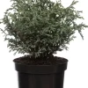 Outlet Zwerg-Scheinzypresse (Chamaecyparis pisifera 'Baby Blue') D 17 H 20 cm Immergrüne Pflanzen|Winterharte Pflanzen
