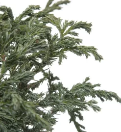 Outlet Zwerg-Scheinzypresse (Chamaecyparis pisifera 'Baby Blue') D 17 H 20 cm Immergrüne Pflanzen|Winterharte Pflanzen