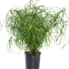 Best Zypergras (Cyperus alternifolius) D 21 cm H 80 cm Grünpflanzen|Für Schatten