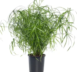 Best Zypergras (Cyperus alternifolius) D 21 cm H 80 cm Grünpflanzen|Für Schatten